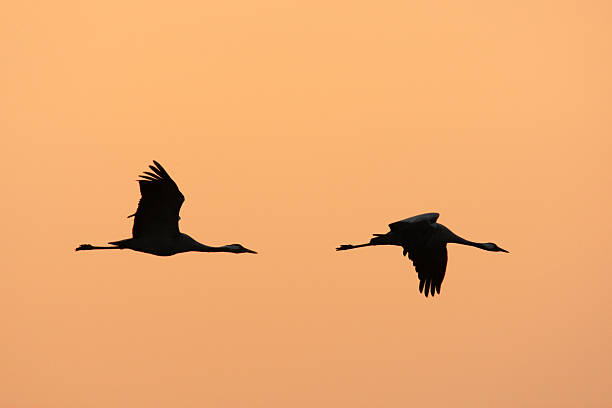 istock migration of the cranes 172515623