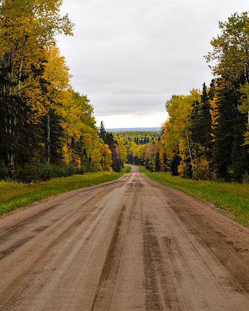 schotterstraße durch den wald - prince albert national park stock-fotos und bilder