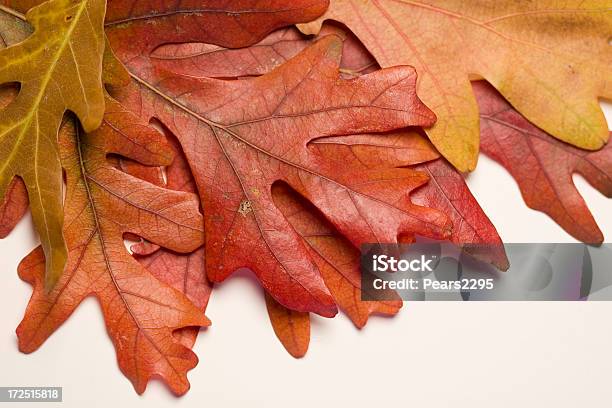 Folhas De Outono - Fotografias de stock e mais imagens de Amarelo - Amarelo, Branco, Cor verde
