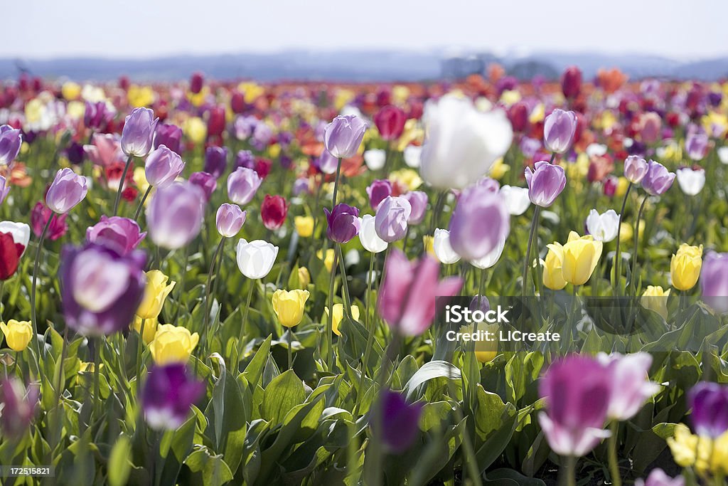 Feld von Tulpen - Lizenzfrei Bildhintergrund Stock-Foto