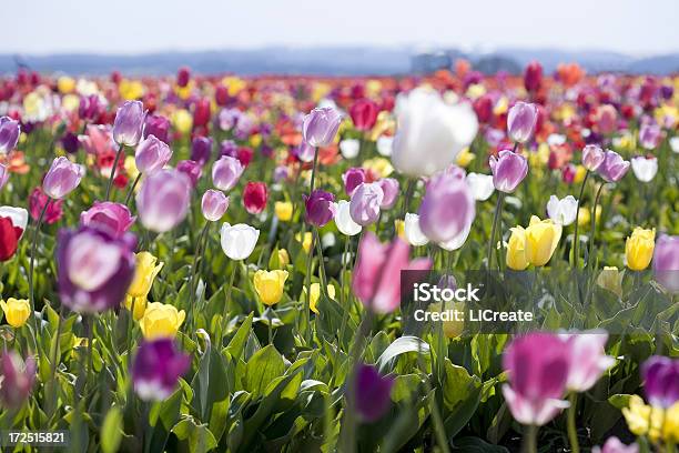 Feld Von Tulpen Stockfoto und mehr Bilder von Bildhintergrund - Bildhintergrund, Blume, Bunt - Farbton