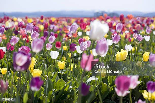 Photo libre de droit de Champ De Tulipes banque d'images et plus d'images libres de droit de Blanc - Blanc, Champ, Couleur verte