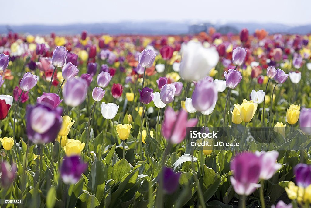 Campo de tulipas - Foto de stock de Amarelo royalty-free