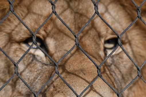 Close up of lions eyes behind fence