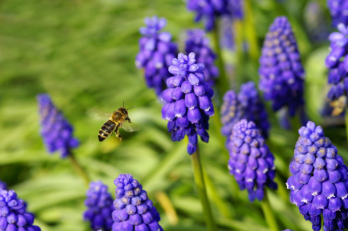 Bee in the approach to grape hyacinths.Please see more macro pictures from my Portfolio.Thank you!