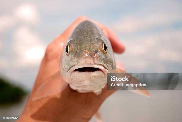 Peixevermelho - Fotografias de stock e mais imagens de Desporto - Desporto, Estados da Costa do Golfo, Florida - EUA