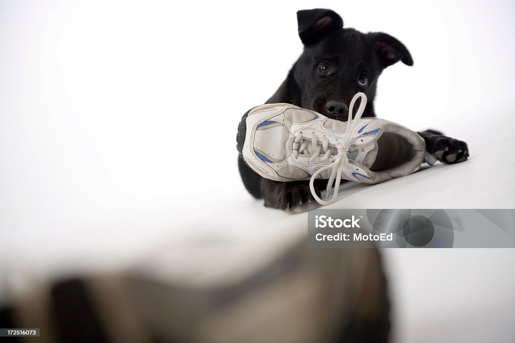 dog chewing on shoe closeup Dog caught chewing on shoes. Guess he thought nobody was paying attention. Adult Stock Photo