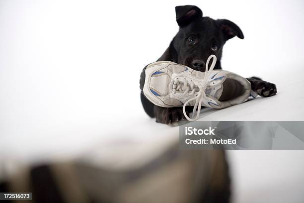 Dog Chewing On Shoe Closeup Stock Photo - Download Image Now - Adult, Adults Only, Anger