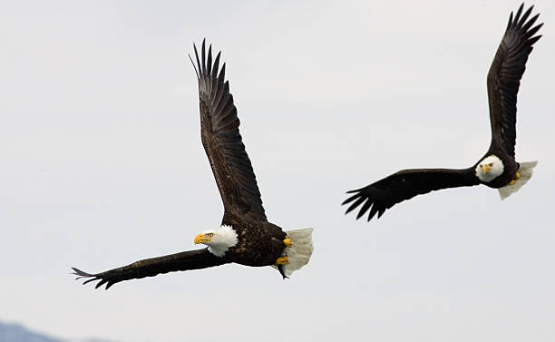 istock Bald Eagles Hot Pursuit, Alaska 172516126
