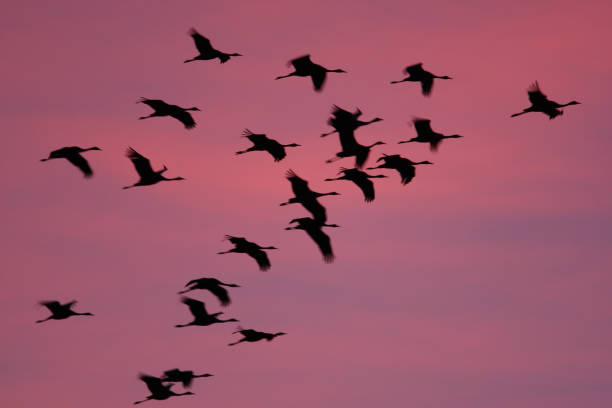 istock migration of the cranes 172516152