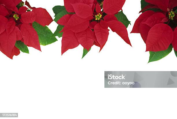 ポインセチアホワイト - 冬のストックフォトや画像を多数ご用意 - 冬, 植物, 花