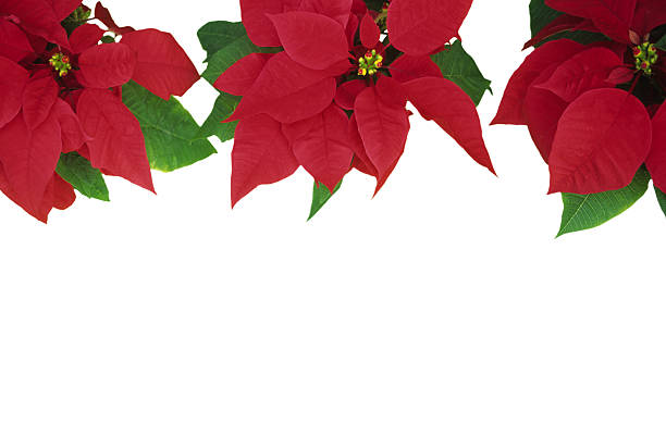 istock Poinsettia on white 172516184