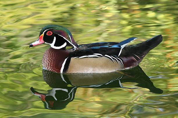 istock American Wood Duck 172516213