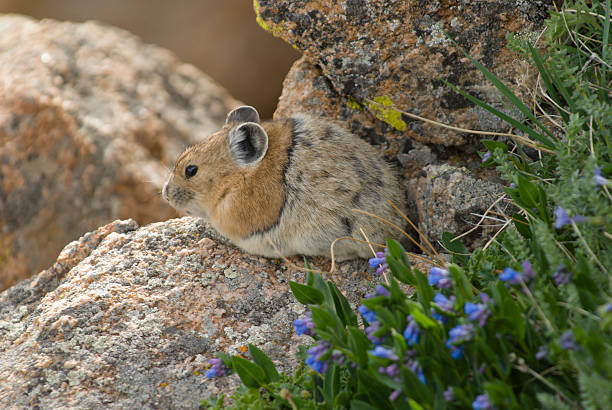 Pika Pika exploring the Rocky Mountain landscape hyrax stock pictures, royalty-free photos & images