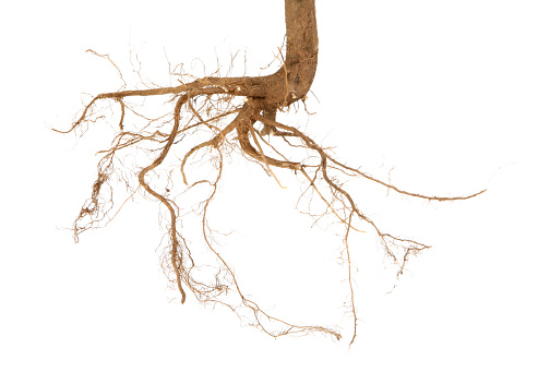 Root system from a tree.