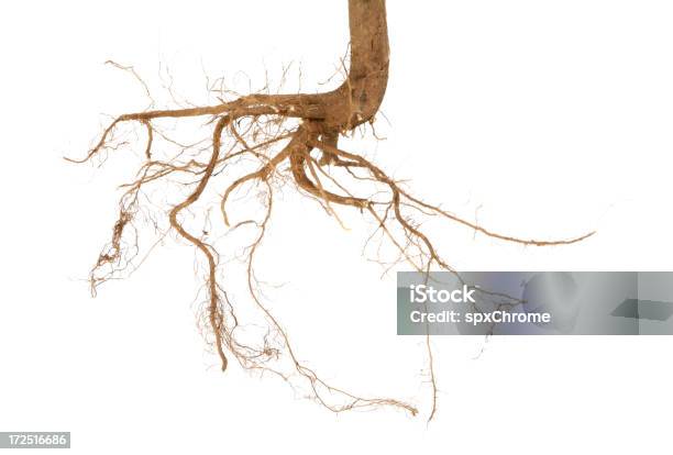 Foto de Veios Sistema Radicular e mais fotos de stock de Raiz - Raiz, Árvore, Figura para recortar