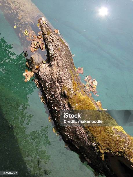 Pływający Zalogować Się Spokojną Taflą Jeziora Jesienią - zdjęcia stockowe i więcej obrazów Kłoda