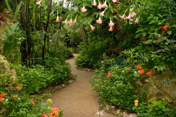 A winding garden path leads you right under the dangerous Trumpet flowers.