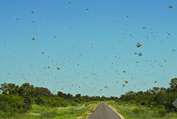 sciame di insetti - locust swarm of insects insect group of animals foto e immagini stock