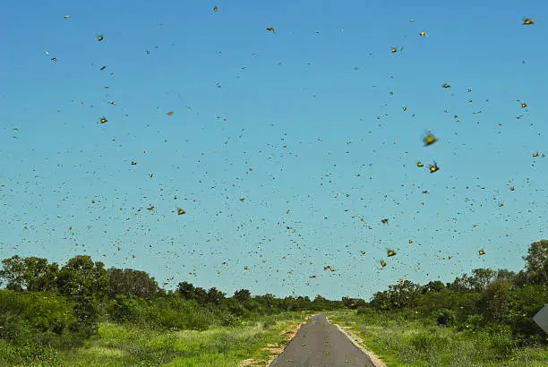 Driving through an insect swarm on an Australian outback road.New to iStockphoto Click the badge below to sign up now: