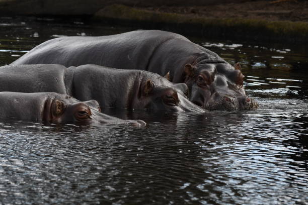 Hippopotamus family