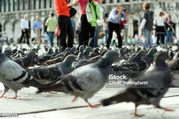 Foto de Pigeons Praça De São Marcos Em Veneza e mais fotos de stock de Adulto - Adulto, Andar, Bando de Pássaros