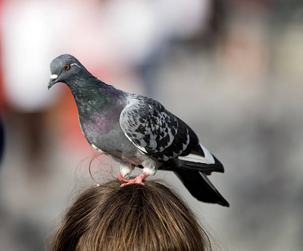 Pigeon on Girls Head stock photo