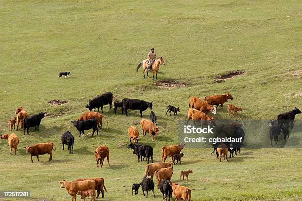 Foto de Olhando O Gado De Cima e mais fotos de stock de Rancheiro - Rancheiro, Gado, Montana
