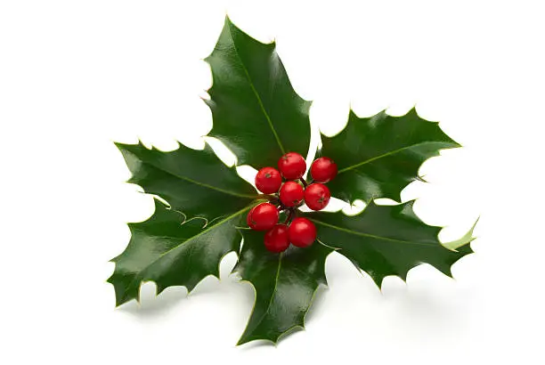 Photo of Sprig of holly leaves and berries isolated on white