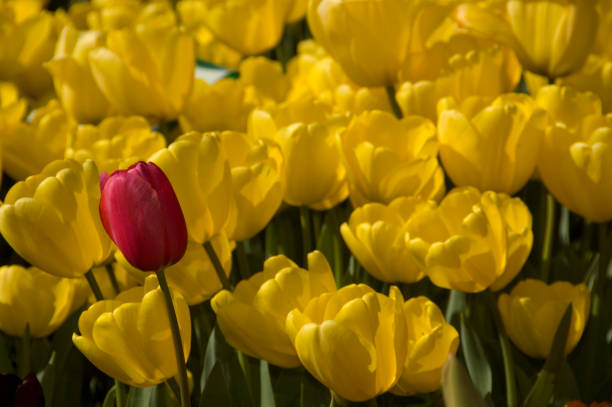 istock Red tulip surrounded by yellow tulips 172517711