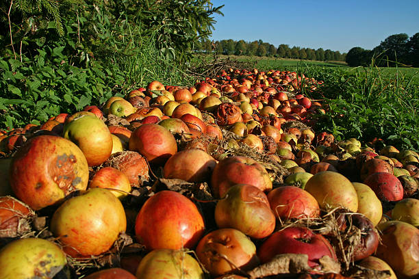 windfall - apple rotting fruit apple tree zdjęcia i obrazy z banku zdjęć