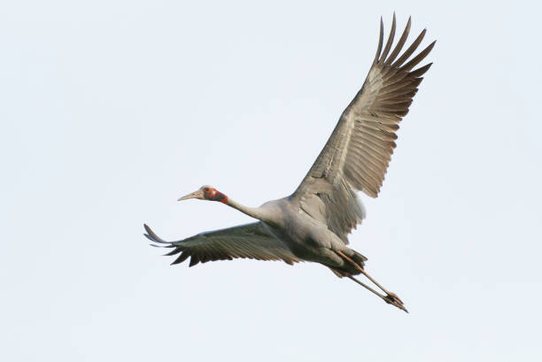 Sarus Crane flying stock photo
