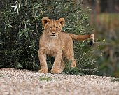 Lion cub playing
