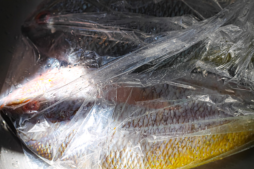 Close up of fish wrapped in a plastic bag, showing concept of the growing threat of ocean pollution to raise environmental advocacy