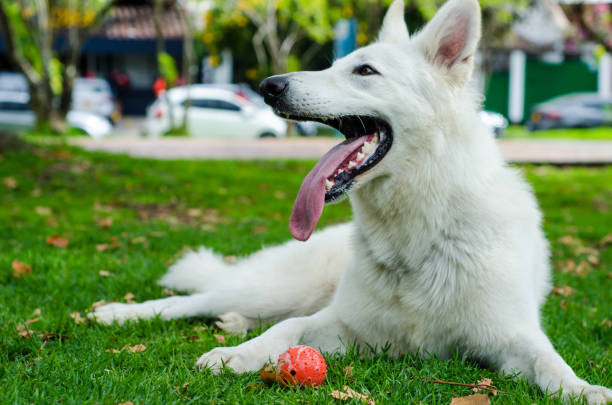 istock beautiful dog lying down on grass in public park 1725198736