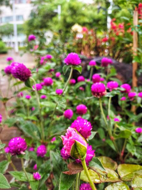 istock Purple Pink flower 1725211528