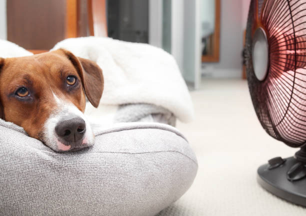 istock Dog in front of space heater looking at camera. 1725214241