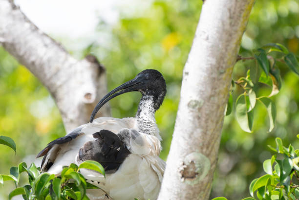 Sacred Ibis perched on tree stock photo