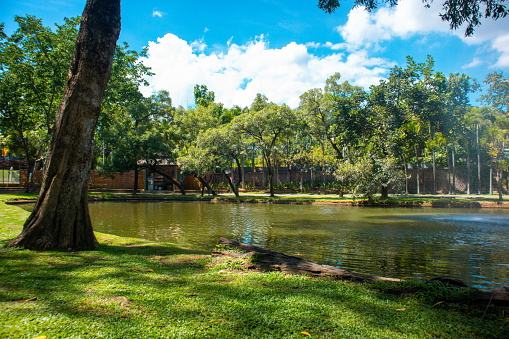 Various types of pigeons in the park, Suan Buak Haad Park Chiang Mai