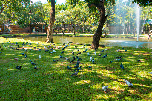 Various types of pigeons in the park, Suan Buak Haad Park Chiang Mai