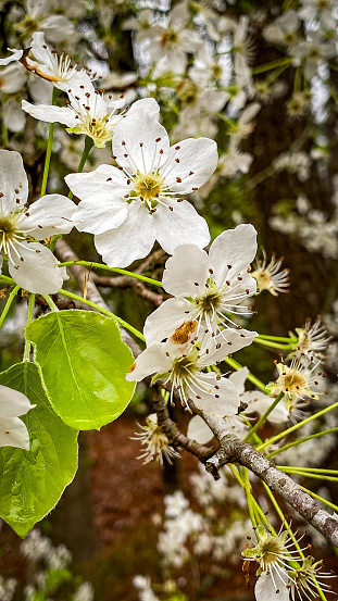 Blossoms of a pear tree