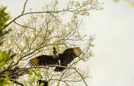 A Turkey vulture spreads its wings in the trees of Tennessee