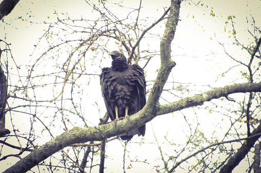 A Turkey vulture perches in the trees of Tennessee