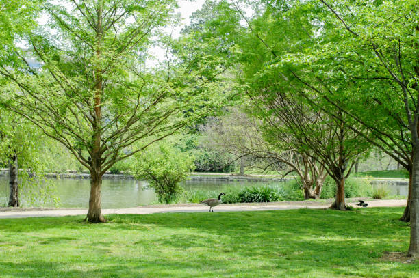 istock Canadian Goose Taking a Walk at the Park 1725256659
