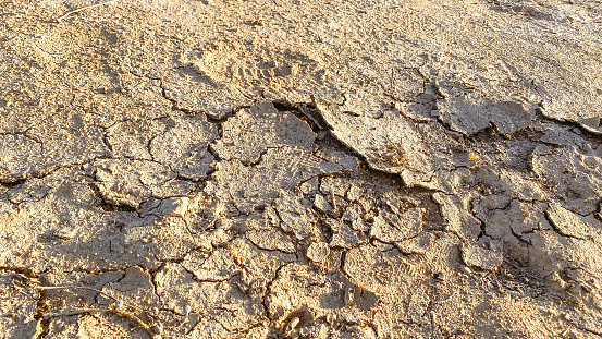 Parched earth is peeling up showing the arid climate of its surroundings