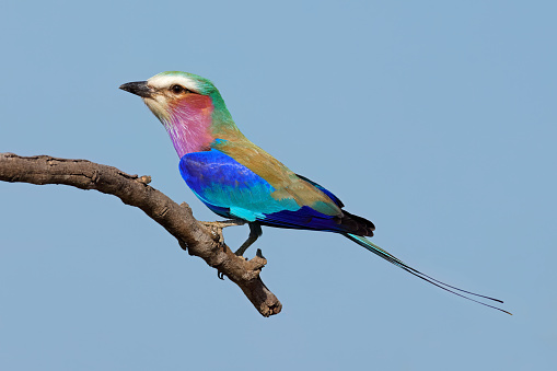 Lilac-breasted roller (Coratias caudata) perched on a branch, Kruger National Park, South Africa