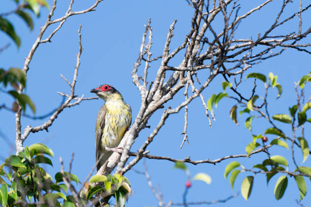 Figbird male perched on tree stock photo