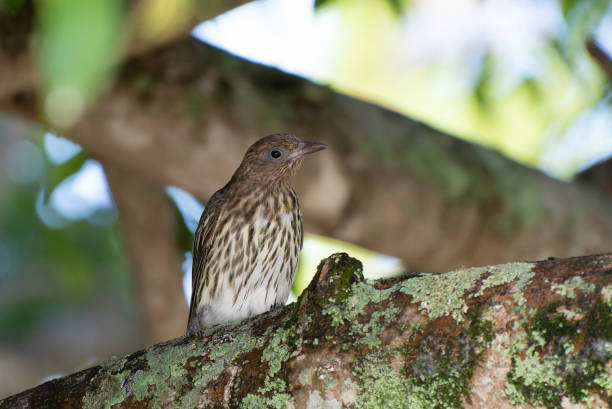 Figbird female perched on tree stock photo