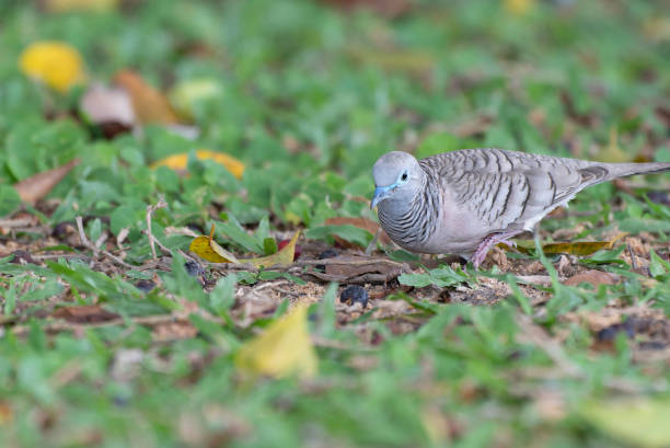 Peaceful Dove stock photo
