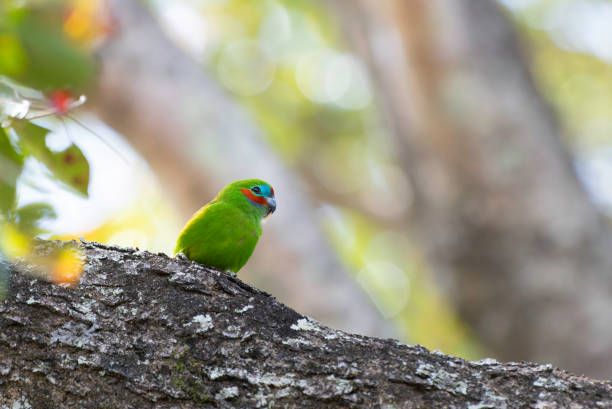 istock Double-eyed Fig-parrot male 1725293441